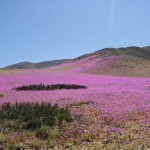 fleurs-desert-atacama-3_580xh